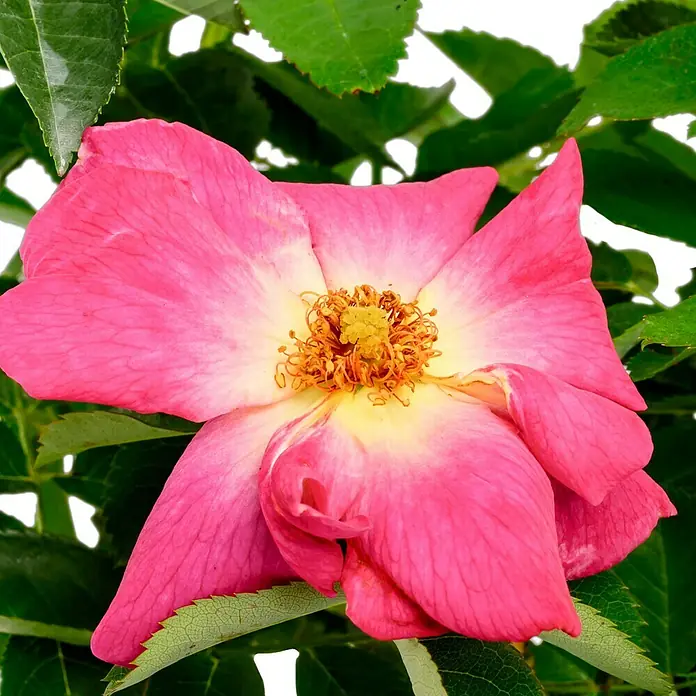 Bodendeckerrose - Rosa 'Weg der Sinne' -R- ADR, Topfvolumen: 4,5 l, Lila - Nahaufnahme einer einzelnen, leuchtend pinkfarbenen Rose mit gelber Mitte, umgeben von grünen Blättern, die ihre natürliche Schönheit hervorhebt.