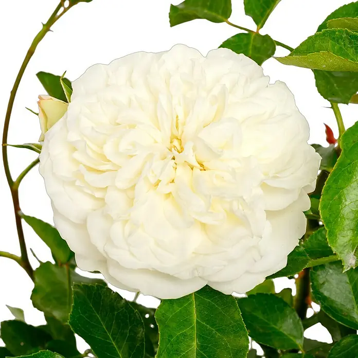 Bodendeckerrose - Rosa 'White Meidiland' -R-, Topfvolumen: 4,5 l, Reinweiß - Nahaufnahme einer üppigen, weißen Rose inmitten von grünen Blättern, die ihre zarten Blütenblätter und elegante Form hervorhebt.
