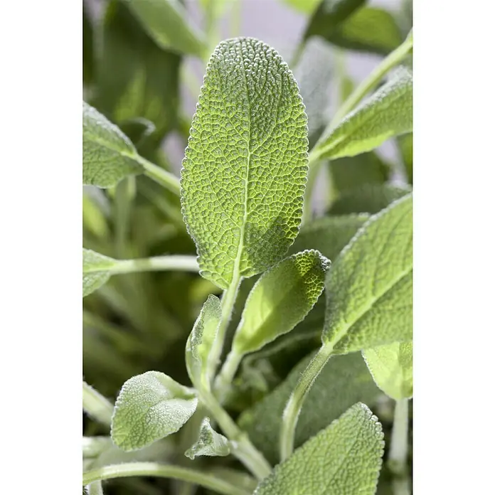 Piardino Echter Salbei - Salvia officinalis - Nahaufnahme von frischem Salbei, dessen weiche, grüne Blätter eine interessante Textur zeigen und die Natürlichkeit des Krauts betonen.