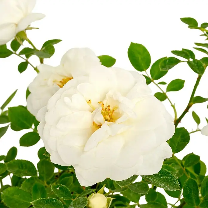 Minirose - Rosa 'White Babyflor', Weiß - Nahaufnahme einer strahlend weißen Rose mit grünen Blättern, die die zarte Schönheit und Reinheit der Blüte hervorhebt.