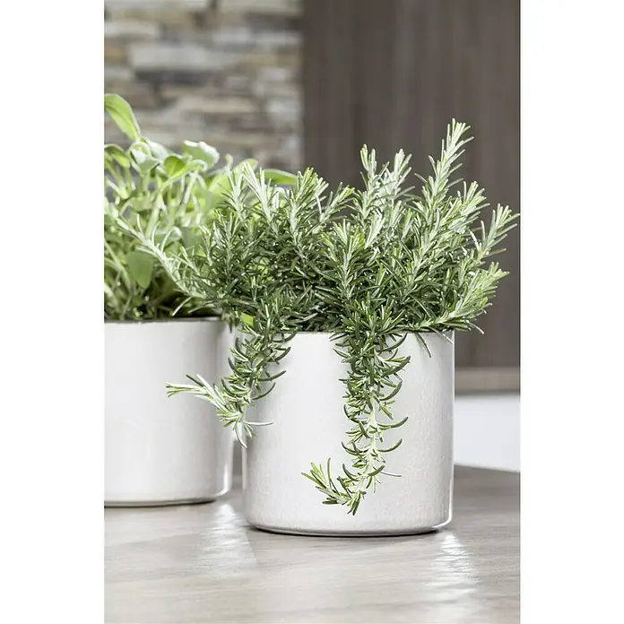 Piardino Rosmarin Prostratus - Rosmarinus officinalis ‘Prostratus‘ - Zwei weiße Töpfe mit frischen Kräutern, darunter Rosmarin, auf einer hellen Arbeitsfläche vor unscharfem Hintergrund.
