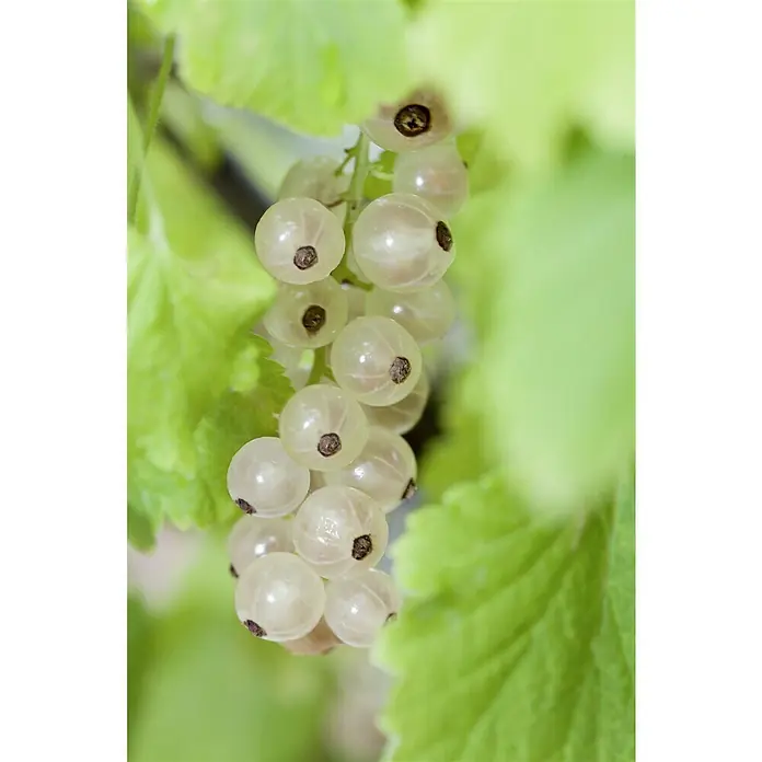 Piardino Weiße Johannisbeere - Ribes album, Erntezeit: Juni - Nahaufnahme von weißen Johannisbeeren, die an einem Strauch mit grünen Blättern hängen, perfekt für Marmelade oder frischen Genuss.