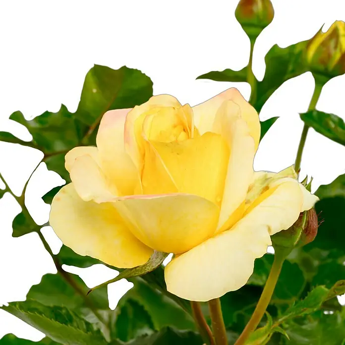 Beetrose - Rosa 'Sunmaid' ®, Gelb - Nahaufnahme einer gelben Rose, die ihre zarten Blütenblätter und die Schönheit der Natur zeigt, mit leuchtend grünen Blättern.