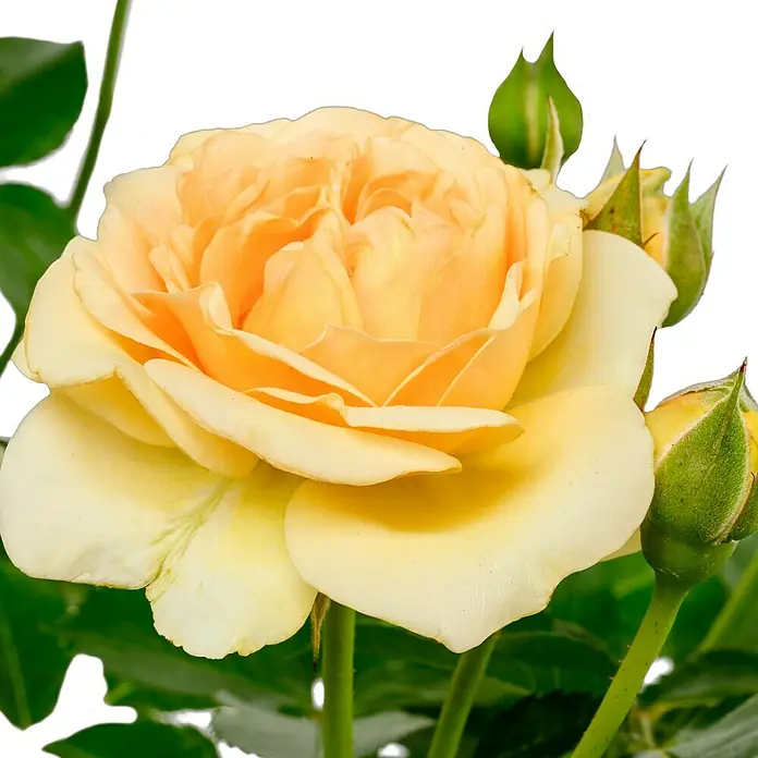 Beetrose - Rosa 'Spotlight' ®, Gelb - Eine wunderschöne gelbe Rose in voller Blüte, umgeben von grünen Knospen und Blättern. Die Rose strahlt Wärme und Eleganz aus.