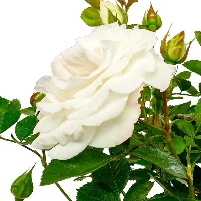 Beetrose Baby Schneewittchen® - Rosa Baby Schneewittchen®, Weiß - Nahaufnahme einer eleganten weißen Rose mit zarten Blütenblättern, umgeben von grünen Blättern und Knospen auf einem dunklen Hintergrund.