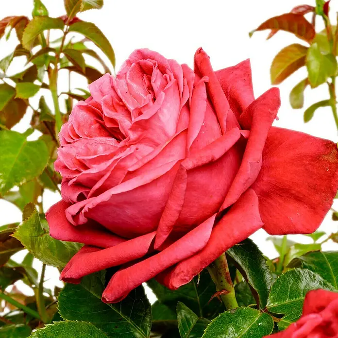 Edelrose - Rosa Ruby Kiss®, Rot - Nahaufnahme einer wunderschönen, roten Rose mit samtigen Blütenblättern und grünen Blättern.