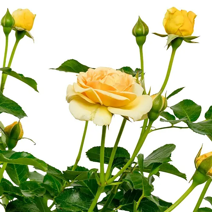 Beetrose - Rosa 'Spotlight' ®, Gelb - Nahaufnahme von leuchtend gelben Rosenblüten mit grünen Blättern und Knospen, die eine frische und lebendige Atmosphäre vermitteln.