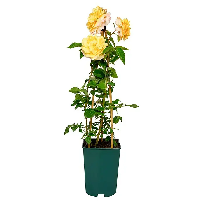 Edelrose - Rosa 'Sunny Sky' ® ADR, Gelb - Gelbe Rose im Topf, die an Bambusstäben hochgebunden ist. Die Blütenblätter haben einen zarten Farbverlauf und die Blätter sind saftig grün.