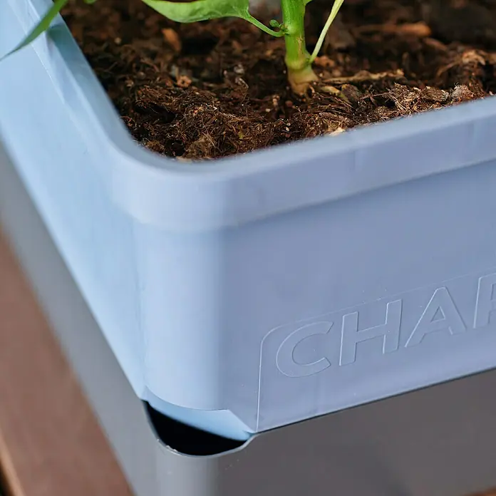 Gusta Garden Pflanzgefäß Charly Chili - 68,7 x 103,5 x 27,5 cm, Blau, 3 -tlg. - Nahaufnahme eines Charpy-Pflanzgefäßes mit einer jungen Pflanze, das auf einem braunen Holzboden steht.