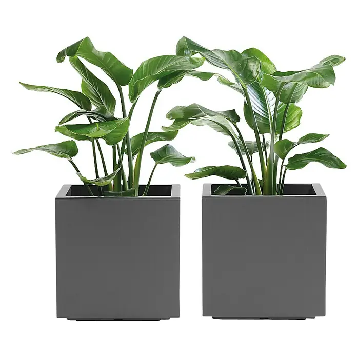 Pflanzkübel Greener KEBE - Außenmaß (L x B x H): 39,5 x 39,5 x 39,5 cm, Kunststoff, Anthrazit - Zwei graue, quadratische Pflanzgefäße mit üppigen grünen Pflanzen, die modernes Design und natürliche Schönheit vereinen.
