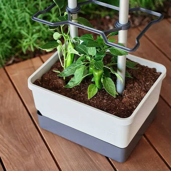 Gusta Garden Pflanzgefäß Charly Chili - 68,7 x 103,5 x 27,5 cm, Hellgrau, 3 -tlg. - Das Bild zeigt einen quadratischen, zweifarbigen Pflanzkasten mit Paprikapflanzen und einer Rankhilfe auf einem Holzdeck.