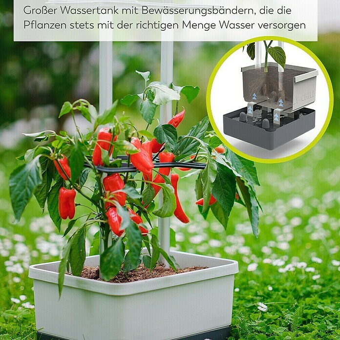 Gusta Garden Anzucht-Set Chili-Starter-Set (5 -tlg., Hellgrau) | BAUHAUS