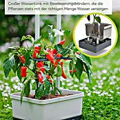 Gusta Garden Anzucht-Set Chili-Starter-Set (5 -tlg., Hellgrau) | BAUHAUS