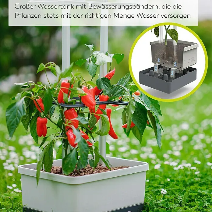 Gusta Garden Anzucht-Set Chili-Starter-Set - 5 -tlg., Hellgrau - Ein roter Paprika wächst in einem Topf mit einem grossen Wassertank und Bewässerungsbändern, der die Pflanzen mit Wasser versorgt.