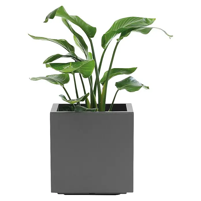 Pflanzkübel Greener KEBE - Außenmaß (L x B x H): 39,5 x 39,5 x 39,5 cm, Kunststoff, Anthrazit - Eine Nahaufnahme einer attraktiven Zimmerpflanze in einem modernen, würfelförmigen Pflanzgefäß, die ein elegantes und zeitgemäßes Design aufweist.