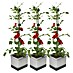 Gusta Garden Pflanzgefäß Tom Tomato 