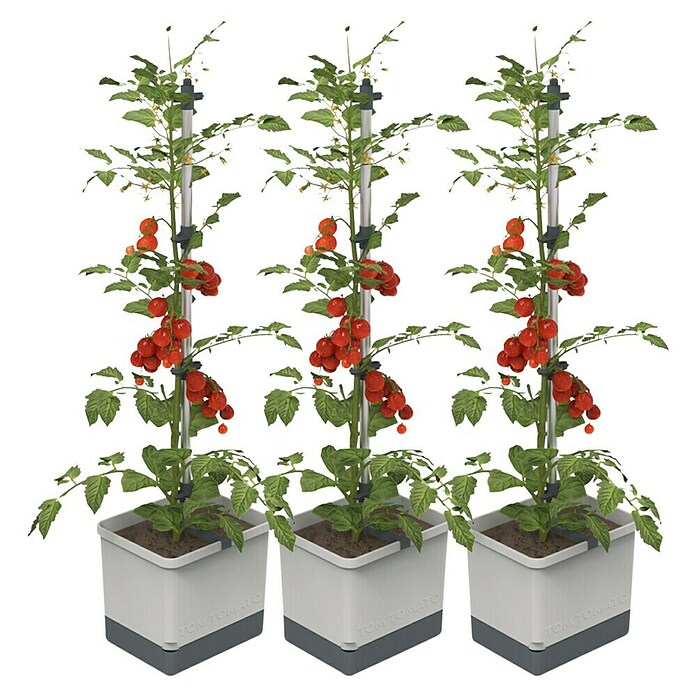 Gusta Garden Pflanzgefäß Tom Tomato (68,7 x 103,5 x 27,7 cm, Hellgrau, 3 -tlg.) | BAUHAUS