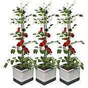 Gusta Garden Pflanzgefäß Tom Tomato (68,7 x 103,5 x 27,7 cm, Hellgrau, 3 -tlg.) | BAUHAUS