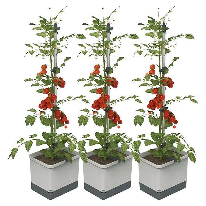 Gusta Garden Pflanzgefäß Tom Tomato - 68,7 x 103,5 x 27,7 cm, Hellgrau, 3 -tlg. - Drei Toki-Tomatenpflanzen in weißen Töpfen mit Stützpfählen, voll mit roten Kirschtomaten.