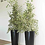 Euro3plast Pflanzsäule rund Tuit (Außenmaß (Ø x H): 40 x 75 cm, Kunststoff, Anthrazit Glänzend) | BAUHAUS