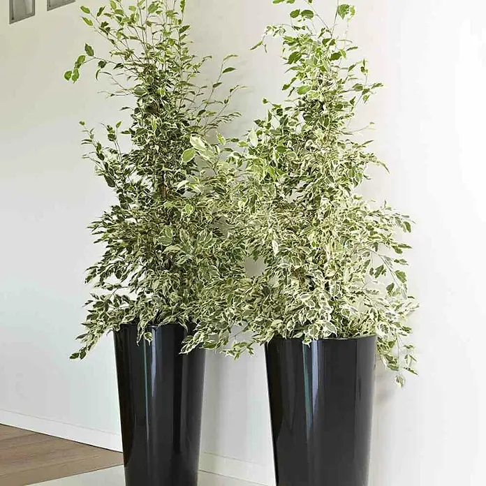 Euro3plast Pflanzsäule rund Tuit - Außenmaß (Ø x H): 33 x 61 cm, Kunststoff, Anthrazit Glänzend - Zwei schlanke, schwarze Pflanzgefäße mit üppigen, grün-weiß panaschierten Zimmerpflanzen, die einen modernen Akzent setzen.