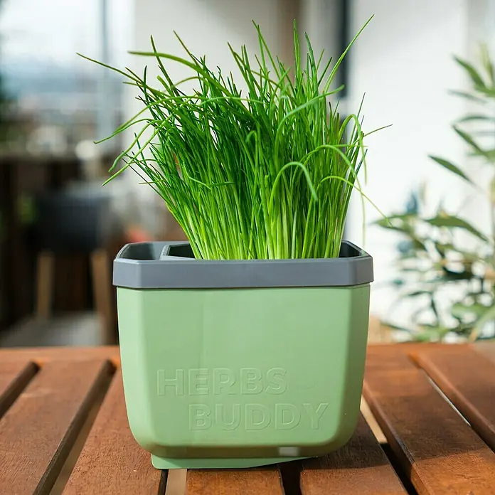 Gusta Garden Anzucht-Set Stadtkräutergarten Set - 6 -tlg., Dunkelgrau - Nahaufnahme eines "Herbs Buddy" Kräutertopfes mit frischen Kräutern auf einem Holztisch, ideal für die Küche.