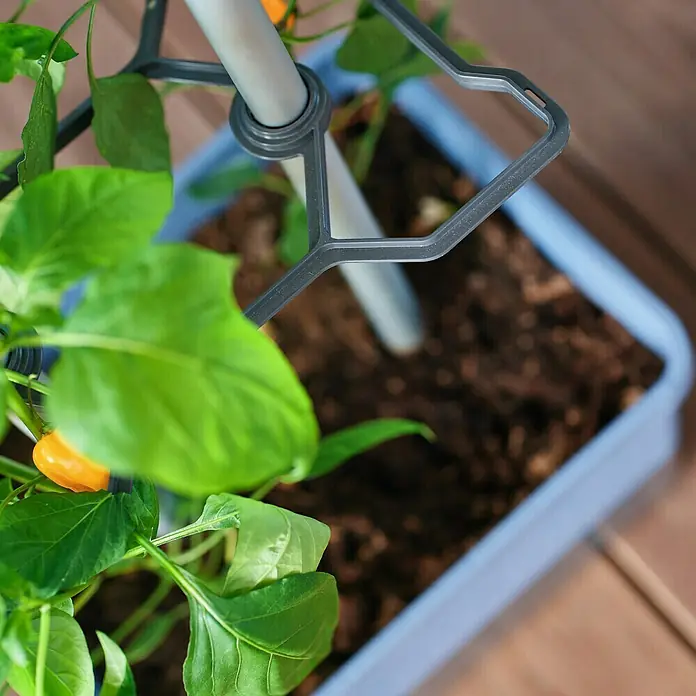 Gusta Garden Pflanzgefäß Charly Chili - 68,7 x 103,5 x 27,5 cm, Blau, 3 -tlg. - Nahaufnahme einer Pflanze mit einem grauen Pflanzenstützring, der sich in einem hellblauen Topf befindet.
