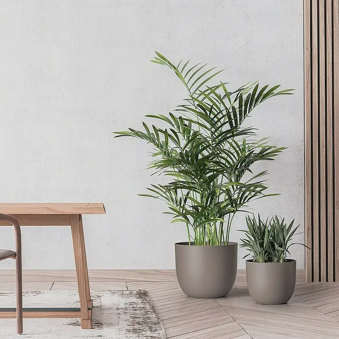 Pflanztopf Rio Greener - Außenmaß (Ø x H): 40 x 32,5 cm, Kunststoff, Taupe - Zwei Zimmerpflanzen in stilvollen, mattgrauen Töpfen, die ein modernes Ambiente schaffen und die grüne Inneneinrichtung betonen.