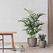 Pflanztopf Rio Greener (Außenmaß (Ø x H): 35 x 28 cm, Kunststoff, Taupe) | BAUHAUS