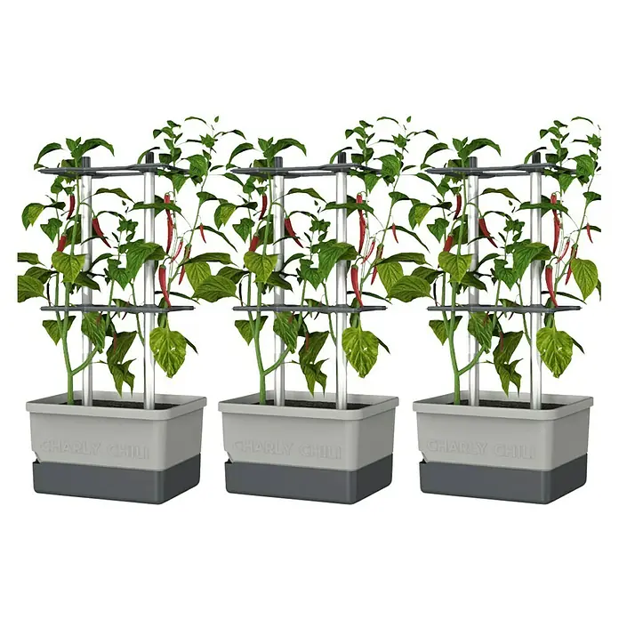 Gusta Garden Pflanzgefäß Charly Chili - 68,7 x 103,5 x 27,5 cm, Hellgrau, 3 -tlg. - Charly Chili Pflanzkasten mit Chili-Pflanzen. Das Set besteht aus drei Pflanzkästen mit reifen roten Chilis und einem Rankgitter.
