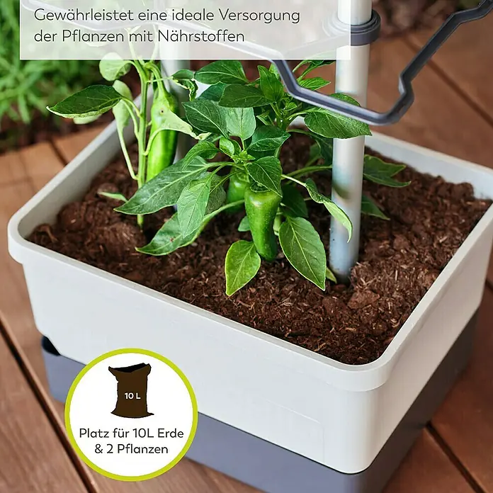 Gusta Garden Anzucht-Set Chili-Starter-Set - 5 -tlg., Hellgrau - Nahaufnahme eines grauen Pflanzgefäßes mit zwei Pflanzen und der Aufschrift "Platz für 10L Erde & 2 Pflanzen".