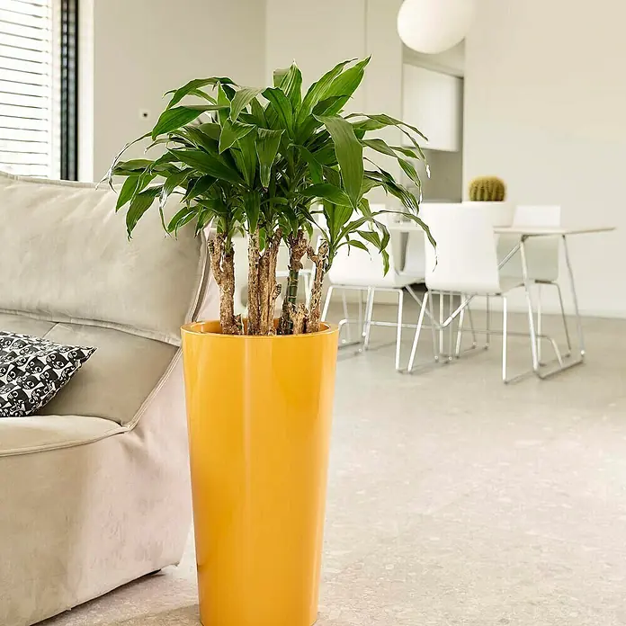 Euro3plast Pflanzsäule rund Tuit - Außenmaß (Ø x H): 33 x 61 cm, Kunststoff, Mango Glänzend - Gelbe Vase mit einer prächtigen Grünpflanze, die einen Hauch von Natur und Farbe in den Raum bringt. Ideal für moderne Wohnräume.