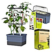 Gusta Garden Anzucht-Set Chili-Starter-Set (5 -tlg., Blau) | BAUHAUS