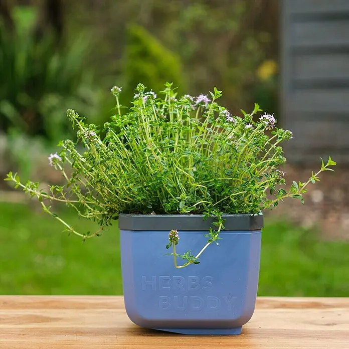 Gusta Garden Anzucht-Set Stadtkräutergarten Set - 6 -tlg., Blau - Blühender Thymian im "Herbs Buddy" Topf. Ideal für die Küche, um frische Kräuter zu ernten. Praktisch und dekorativ.