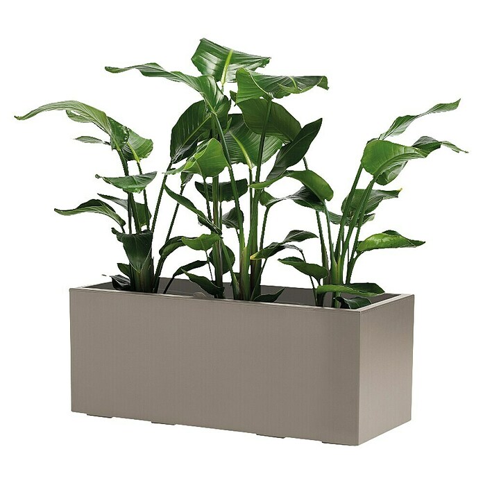 Pflanzkasten Greener KEBE (Außenmaß (L x B x H): 99,5 x 39,5 x 39,5 cm, Kunststoff, Taupe) | BAUHAUS