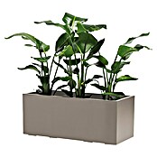 Pflanzkasten Greener KEBE (Außenmaß (L x B x H): 99,5 x 39,5 x 39,5 cm, Kunststoff, Taupe) | BAUHAUS