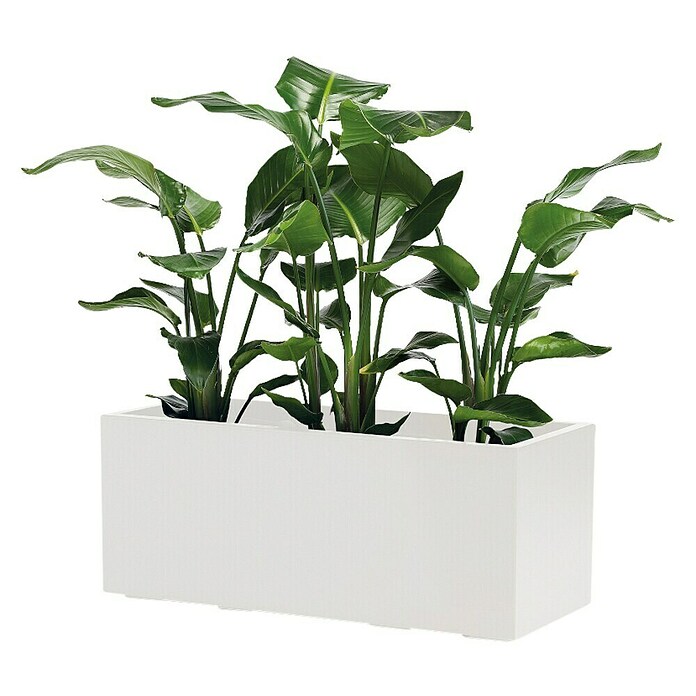 Pflanzkasten Greener KEBE (Außenmaß (L x B x H): 99,5 x 39,5 x 39,5 cm, Kunststoff, Weiß) | BAUHAUS