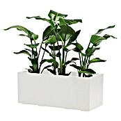 Pflanzkasten Greener KEBE (Außenmaß (L x B x H): 99,5 x 39,5 x 39,5 cm, Kunststoff, Weiß) | BAUHAUS