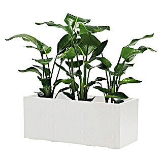 Pflanzkasten Greener KEBE (Außenmaß (L x B x H): 99,5 x 39,5 x 39,5 cm, Kunststoff, Weiß)