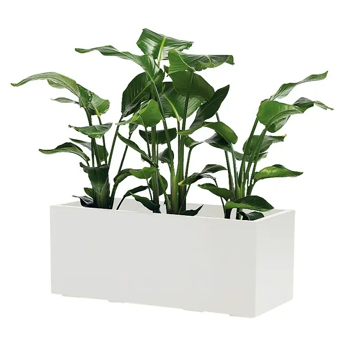 Pflanzkasten Greener KEBE - Außenmaß (L x B x H): 99,5 x 39,5 x 39,5 cm, Kunststoff, Weiß - Ein moderner, rechteckiger, weisser Pflanzkasten mit üppigen, grünen Strelitzien, der jedem Raum einen eleganten Touch verleiht.
