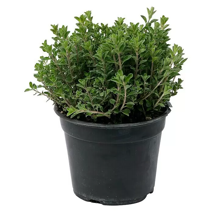 Piardino Majoran - Origanum majorana, Topfgröße: 14 cm - Vorderansicht