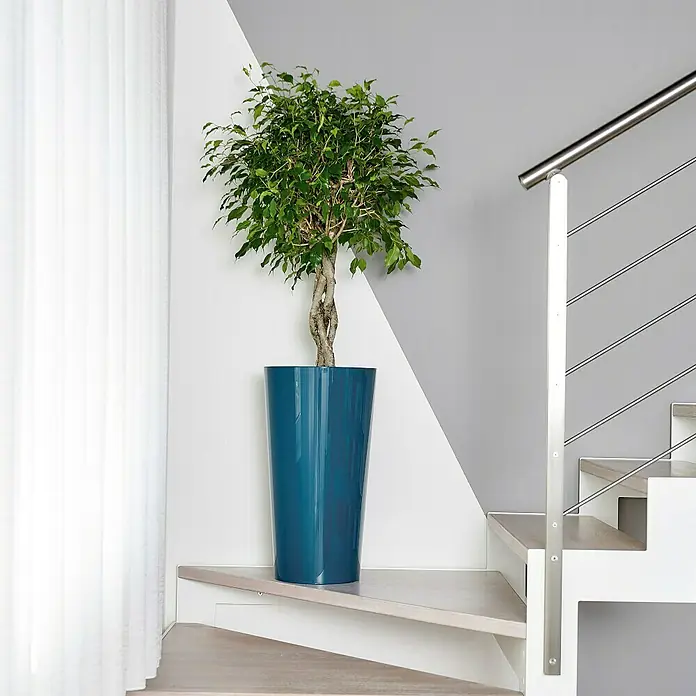 Euro3plast Pflanzsäule rund Tuit - Außenmaß (Ø x H): 33 x 61 cm, Kunststoff, Oceano Glänzend - Eine elegante Zimmerpflanze in einem hohen, blauen Topf, platziert auf einer Treppenstufe vor einer modern gestalteten Wand.