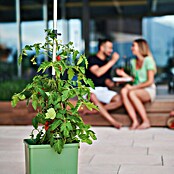 Gusta Garden Pflanzgefäß Tom Tomato (68,7 x 103,5 x 27,7 cm, Dunkelgrün, 3 -tlg.) | BAUHAUS