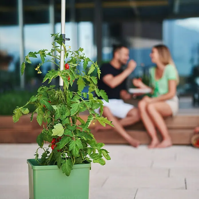 Gusta Garden Pflanztopf Tom Tomato - 68,7 x 103,5 x 27,7 cm, Dunkelgrün, 3 -tlg. - Nahaufnahme einer Topfpflanze mit reifen, roten Tomaten, die auf einer Terrasse steht. Im Hintergrund sitzen entspannt zwei Personen.