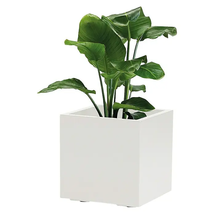 Pflanzkübel Greener KEBE - Außenmaß (L x B x H): 39,5 x 39,5 x 39,5 cm, Kunststoff, Weiß - Ein üppiger Paradiesvogelbaum in einem weißen, würfelförmigen Pflanzgefäß, perfekt für eine moderne Inneneinrichtung.
