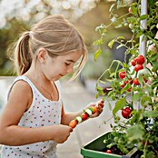 Gusta Garden Pflanzgefäß Tom Tomato (68,7 x 103,5 x 27,7 cm, Dunkelgrün, 3 -tlg.) | BAUHAUS