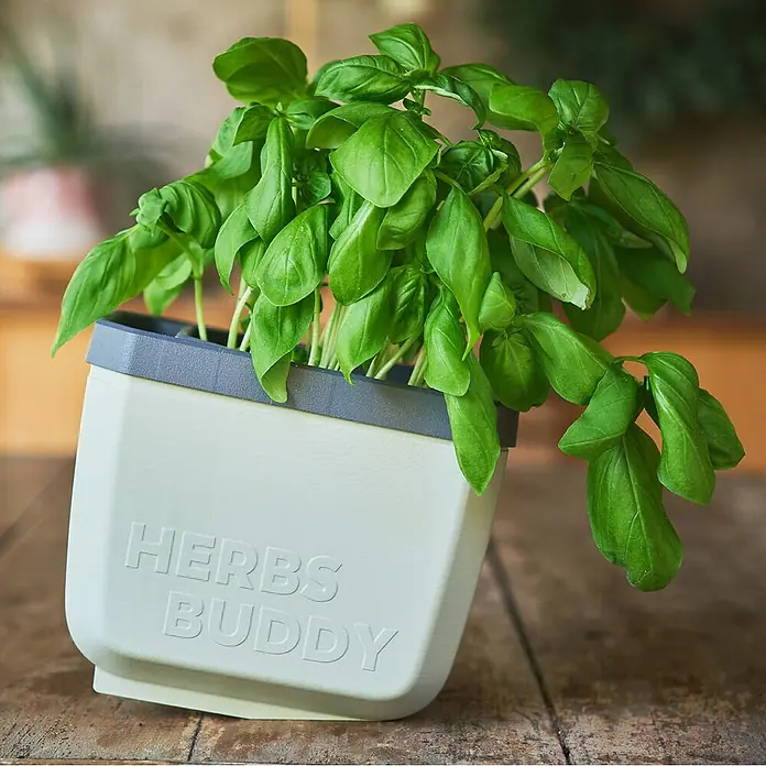 Gusta Garden Anzucht-Set Stadtkräutergarten Set - 6 -tlg., Hellgrau - Kräuter-Buddy mit frischem Basilikum. Der Kräutertopf ist hellbeige mit grauem Rand und steht auf einem Holztisch. Ideal für die Küche!
