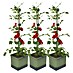 Gusta Garden Pflanzgefäß Tom Tomato 