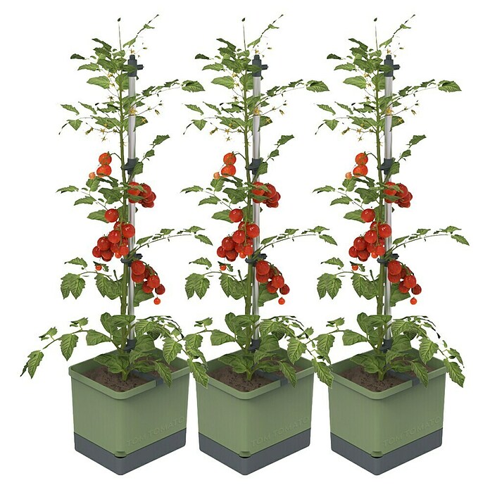 Gusta Garden Pflanzgefäß Tom Tomato (68,7 x 103,5 x 27,7 cm, Dunkelgrün, 3 -tlg.) | BAUHAUS