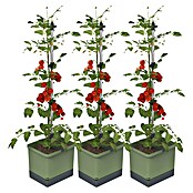 Gusta Garden Pflanzgefäß Tom Tomato (68,7 x 103,5 x 27,7 cm, Dunkelgrün, 3 -tlg.) | BAUHAUS